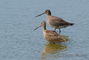 Two Godwits in One Frame - Marbled and Hudsonian