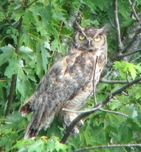 Great Horned Owl