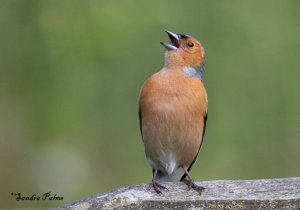 Male chaffinch in full song