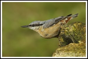 Nutty at Oak Wood