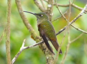 Fawn-breasted Brilliant