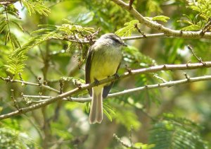 Sooty-headed Tyrannulet