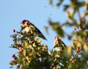 2 Goldfinch