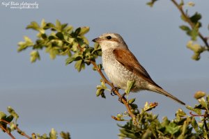 Red-backed Shrike