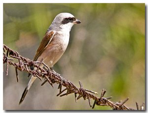 Red backed shrike