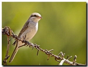 Red backed shrike