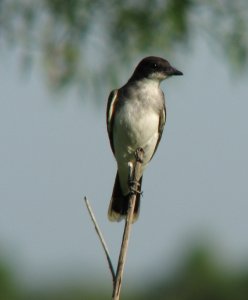 Eastern Kingbird