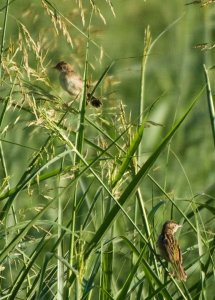 Fan Tailed Warbler pair