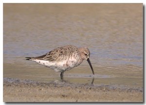 CURLEW SANDPIPER