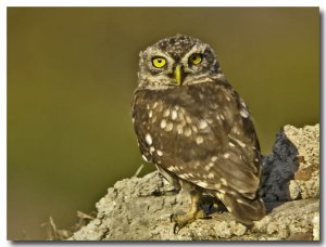 Little owl