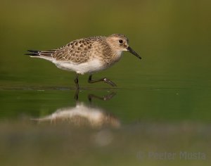 Baird's Sandpiper - Ontario, Canada