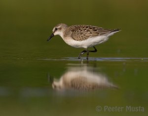 Semipalmated Sandpiper - Ontario, Canada