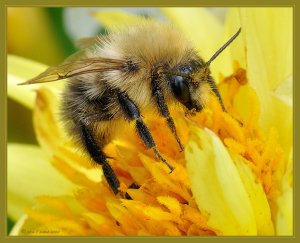 Bee on Dahlia