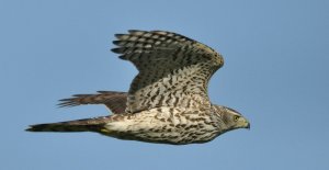 Goshawk