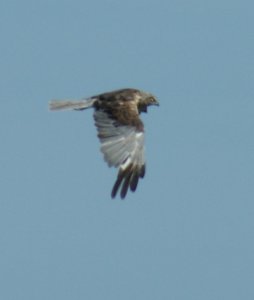 Marsh Harrier