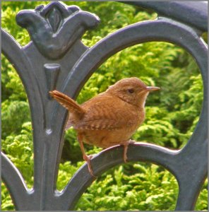 Little Jenny Wren