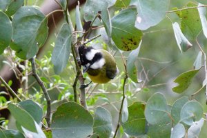 Eastern Shrike-tit