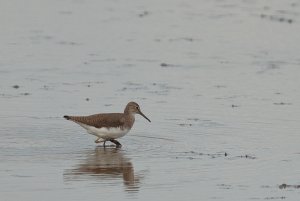 Blacktoft Sands 4 Sep