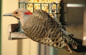 Northern Flicker, yellow shafted male