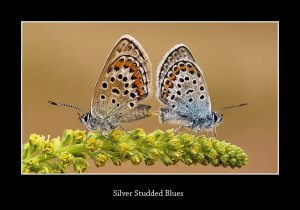 Silver Studded Blues