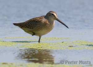 Short-billed Dowitcher - Hillman Marsh, Ontario