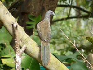 Colombian Chachalaca