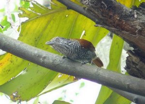 Bar-crested Antshrike