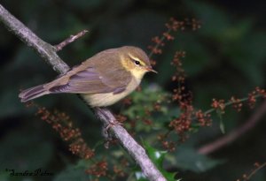 Juvenile Chiffchaff