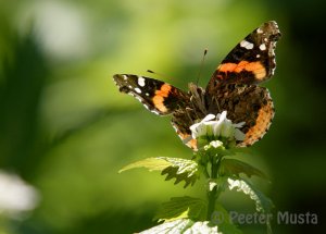 Red Admiral Butterfly - Point Pelee Ontario