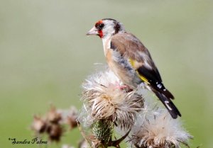 Goldfinch on thistle