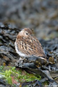 Dunlin, St Mary's Island