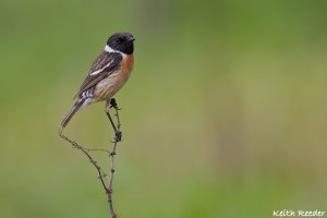 Stonechat male, Cresswell.