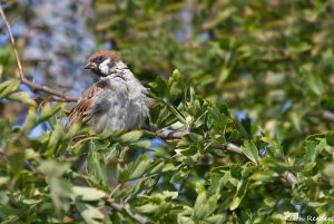 Tree Sparrow, Bempton