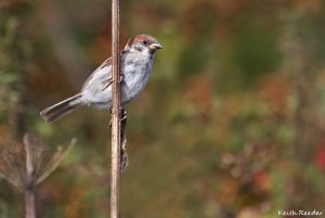 Tree Sparrow juvenile, Bempton