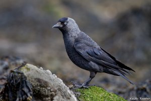 Jackdaw, Amble Beach.