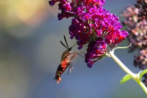 Hummingbird Clearwing Moth