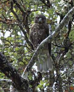 'lo Hawaiin Hawk