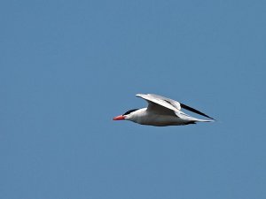 Caspian Tern - streamlined