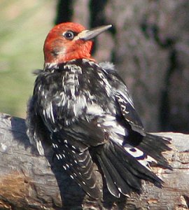 Red-breasted Sapsucker preening