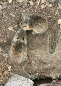 Baby California Ground Squirrels