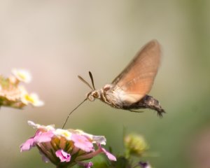 Hummingbird Hawk Moth