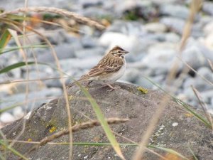 Lark Sparrow