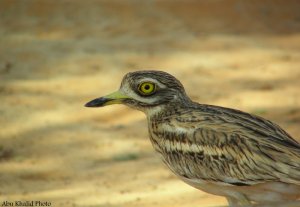 Stone Curlew