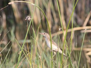 Great Reed Warbler