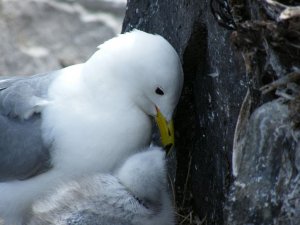 Kittiwake