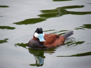 Ruddy Duck