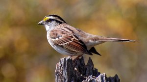 White-throated Sparrow