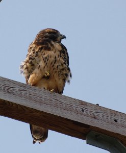 Swainson's Hawk