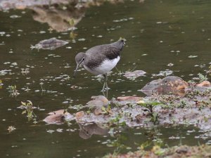 Green Sandpiper