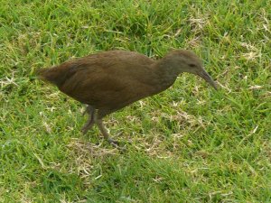 Lord Howe Woodhen near airfield on Lord Howe Island